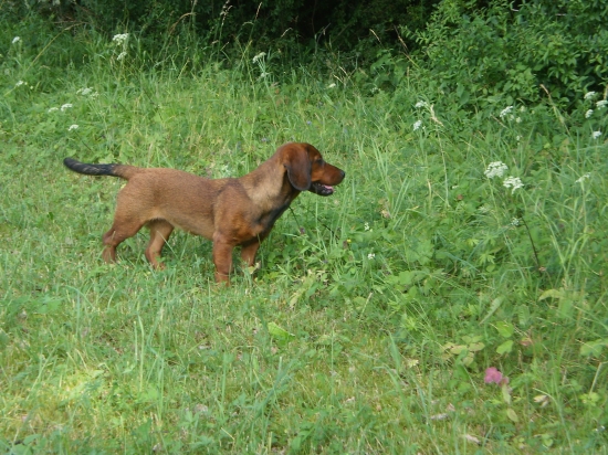 Dina z Nízkych Beskýd 4