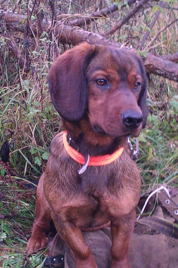 Dina z Nízkych Beskýd 5