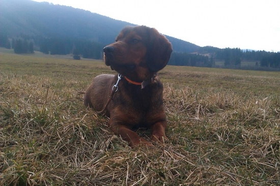 Dina z Nízkych Beskýd 7