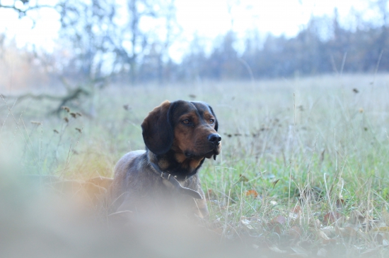 Dina z Nízkych Beskýd 9