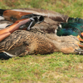 po dlhom čase na kačiciach