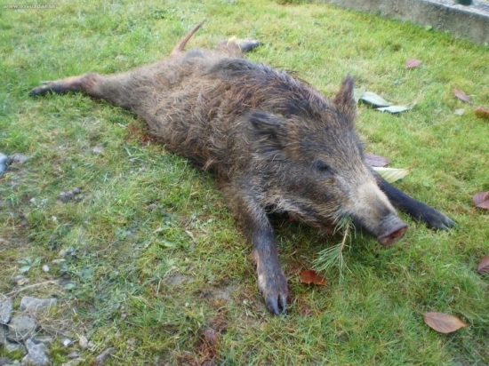 strelené na viac ako 150m