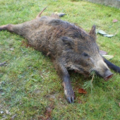 strelené na viac ako 150m