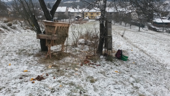 obednajšie zakrmenie