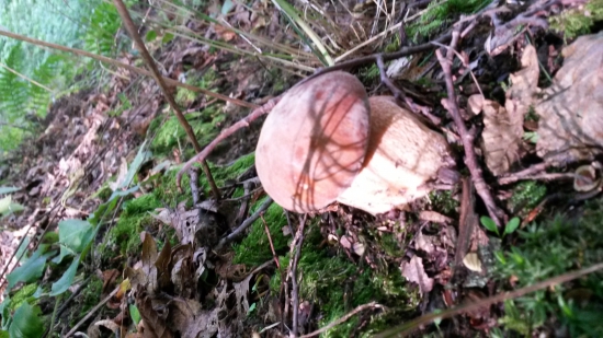 v slnečných lúčoch