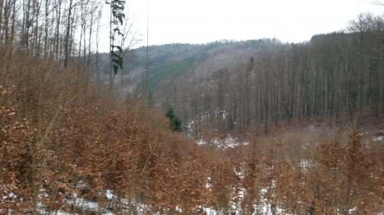 nedeľná prechádzka po lesoch