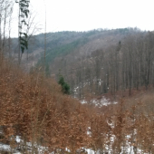 nedeľná prechádzka po lesoch
