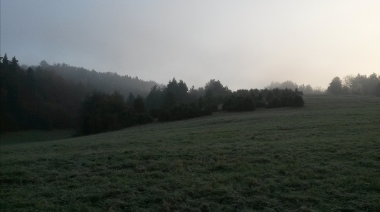 borievkový háj