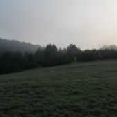 borievkový háj