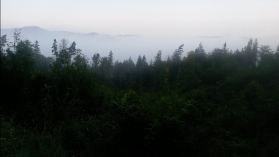 pohľad na septembrový les