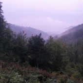 Z rúbane