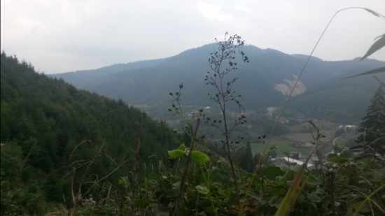 Z rúbane