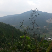 Z rúbane