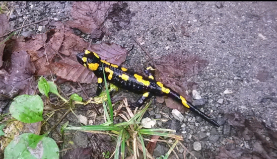 Salamandra Škvrnitá