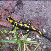Salamandra Škvrnitá