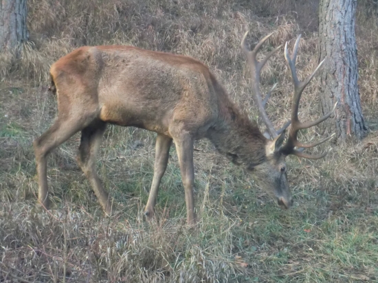 Jeleň na návšteve u nás za domom