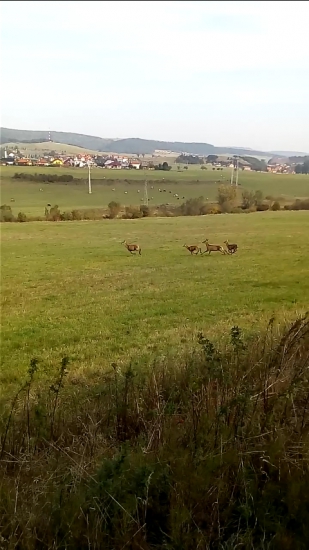 Jelenice