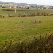 Jelenice