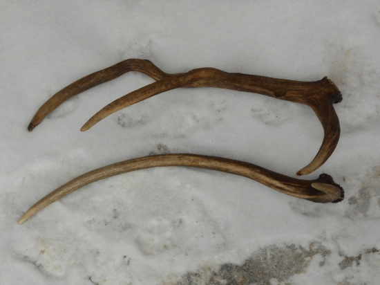 začiatok sezony 2015