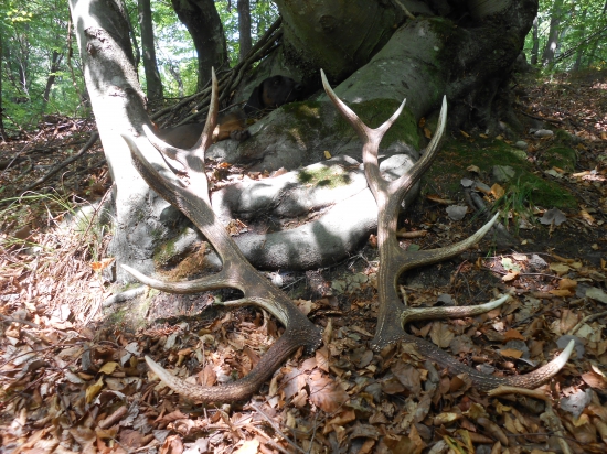 Po roku opäť spolu