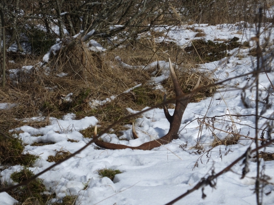 Tohoročný 10 torák