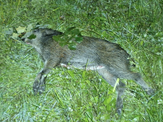 Diviača.
