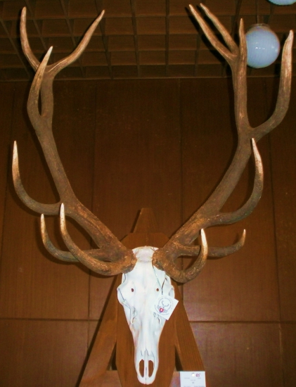 Trofej zlatého jeleňa 230,35 b.CIC