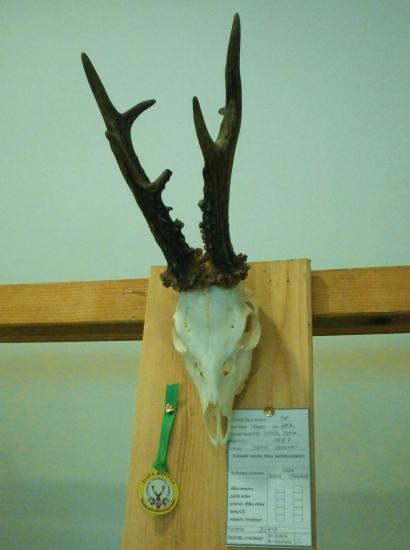 Zlatá trofej srnca 147,7 b. CIC