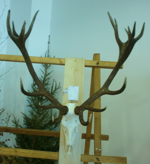 Chovateľská prehliadka ZV.