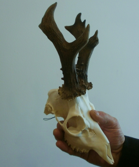 Chovateľská prehliadka-Zvolen.