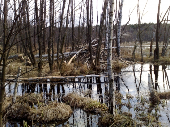 Bobria paseka