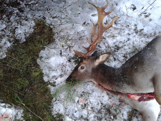 predvianočný - ulovený 23.12.2012