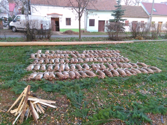 Spoločná na Morave.