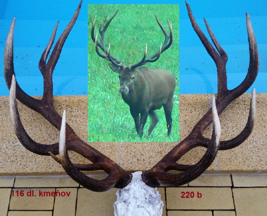 Ozajstný,   zlatý , JELENÍ KRÁĽ