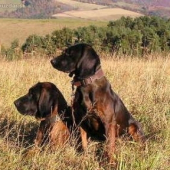 Hannoverský farbiar