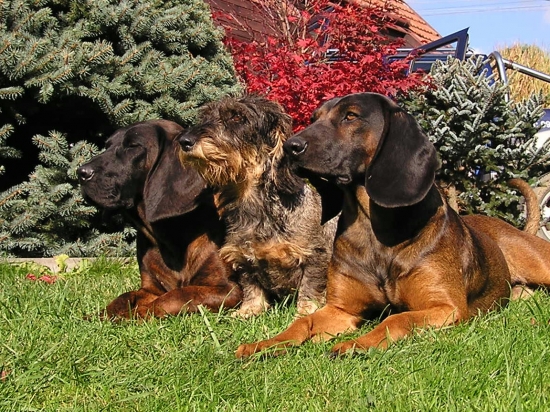 Brita HF, Nera HJ, Ciro BF