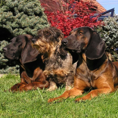 Brita HF, Nera HJ, Ciro BF