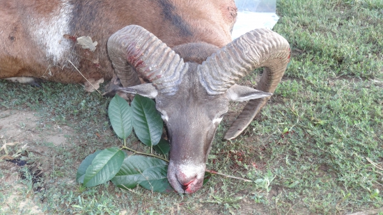 Muflon 2