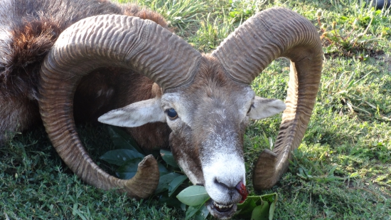 Muflon