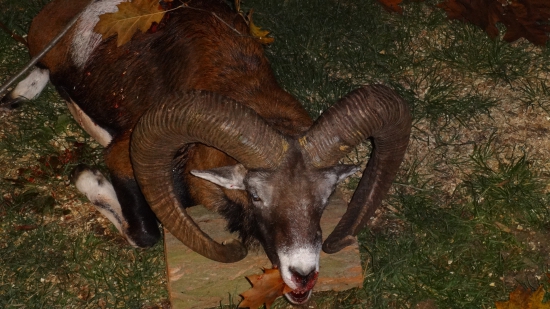 Muflon 5