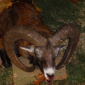 Muflon 5