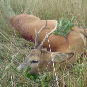 Srnčia ruja 2011