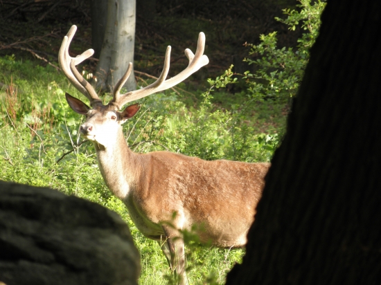 Cervus...
