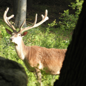 Cervus...