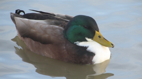 kacka