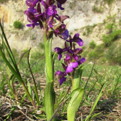 vstavač počerný
