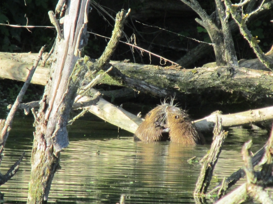 nutrie