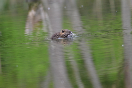 nutria riečna