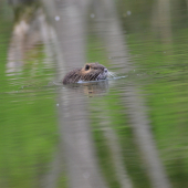 nutria riečna