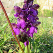 vstavač počerný